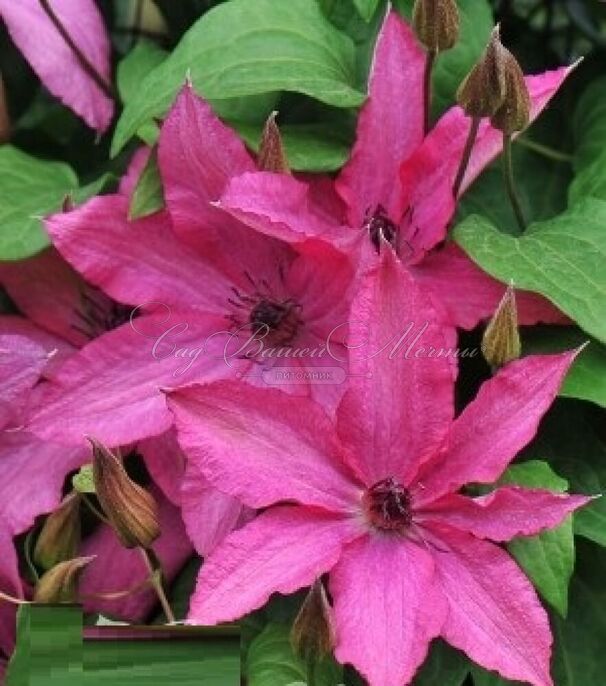 Клематис Барбара / Clematis Barbara — фото 3