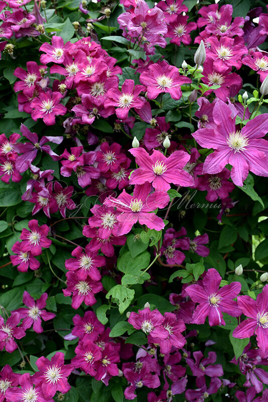 Клематис Барбара / Clematis Barbara — фото 4