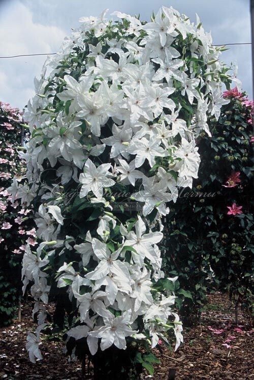 Клематис Бьютифул Прайд / Clematis Beautiful Bride — фото 2