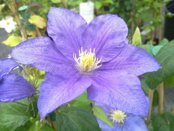 Клематис Бьюти Оф Ворчестер / Clematis Beauty of Worcester — фото 2