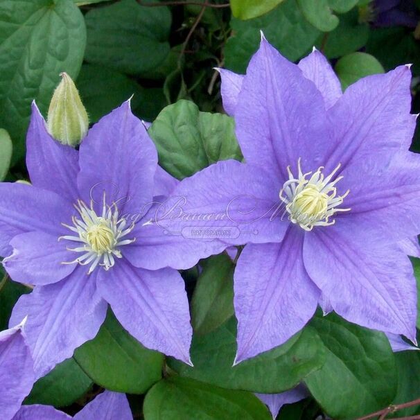 Клематис Бьюти Оф Ворчестер / Clematis Beauty of Worcester — фото 3