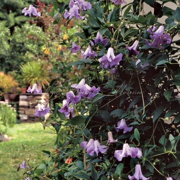 Клематис Бетти Корнинк / Clematis Betty Corning — фото 2