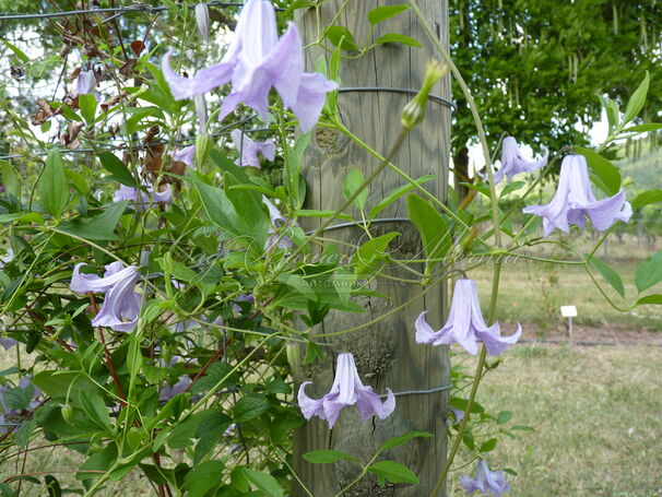 Клематис Бетти Корнинк / Clematis Betty Corning — фото 3