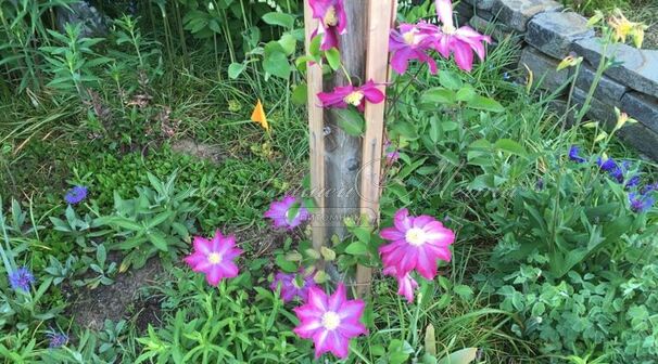 Клематис Бешчады Эёрсквейк / Clematis Bieszczady Earthquake — фото 2
