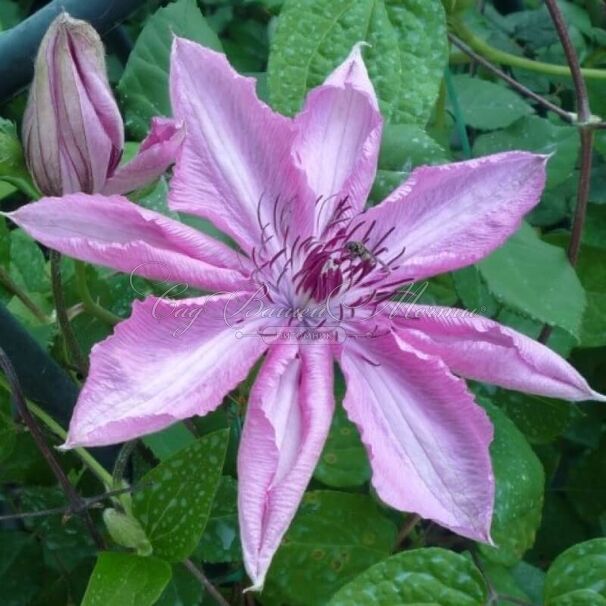 Клематис Бешчады Эёрсквейк / Clematis Bieszczady Earthquake — фото 3