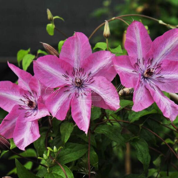 Клематис Бешчады Эёрсквейк / Clematis Bieszczady Earthquake — фото 4