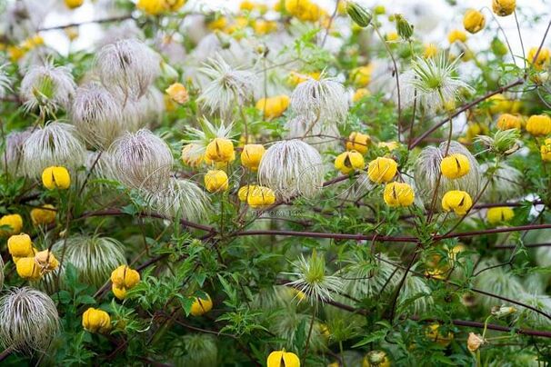 Клематис Билл Маккензи / Clematis Bill MacKenzie — фото 2