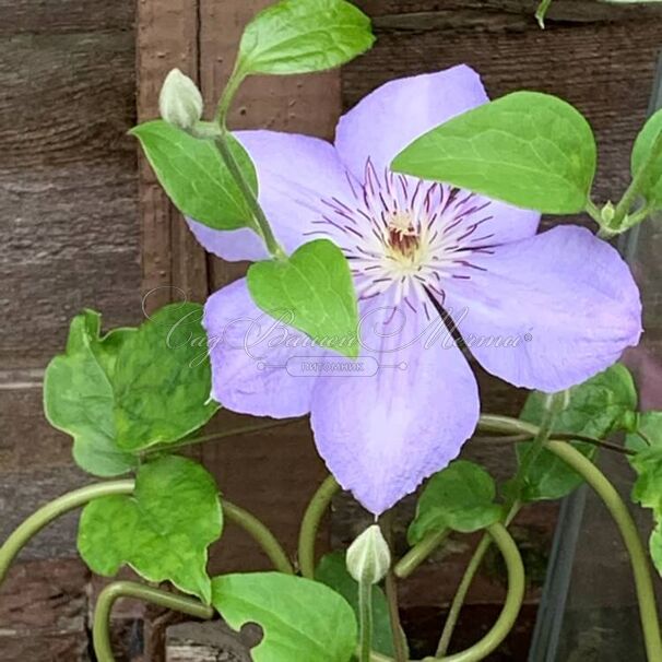 Клематис Блю Пиллар / Clematis Blue Pillar — фото 2
