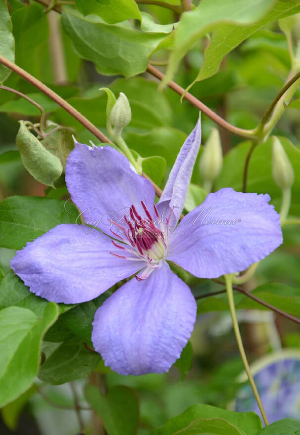 Клематис Блю Пиллар / Clematis Blue Pillar — фото 3