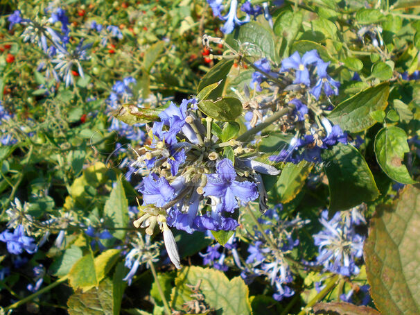 Клематис Кассандра / Clematis Cassandra — фото 2