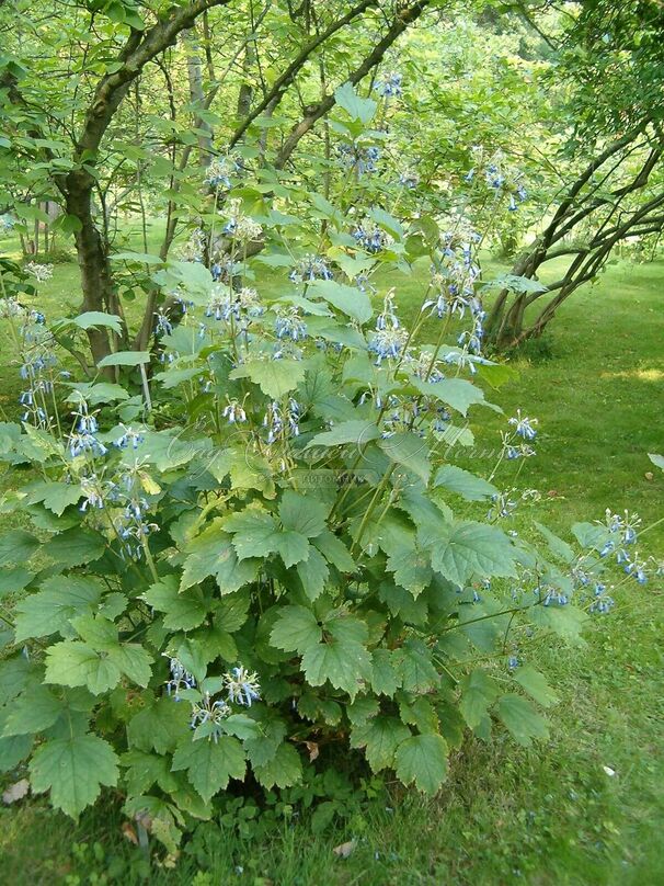 Клематис Кассандра / Clematis Cassandra — фото 3