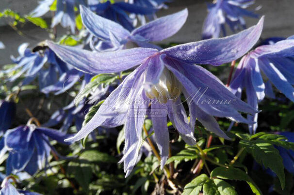 Клематис Сесиль / Clematis Cecile — фото 2