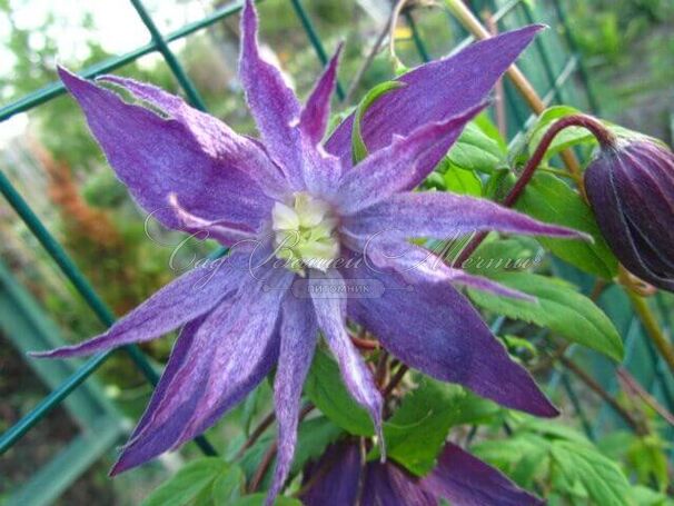 Клематис Сесиль / Clematis Cecile — фото 3