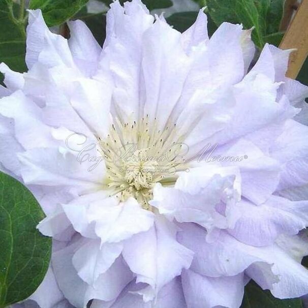 Клематис Халцедония / Clematis Chalcedony — фото 3