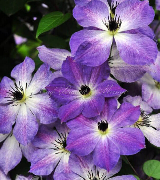 Клематис Клаудберст / Clematis Cloudburst — фото 2