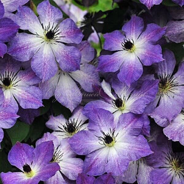 Клематис Клаудберст / Clematis Cloudburst — фото 3