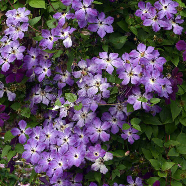 Клематис Клаудберст / Clematis Cloudburst — фото 4