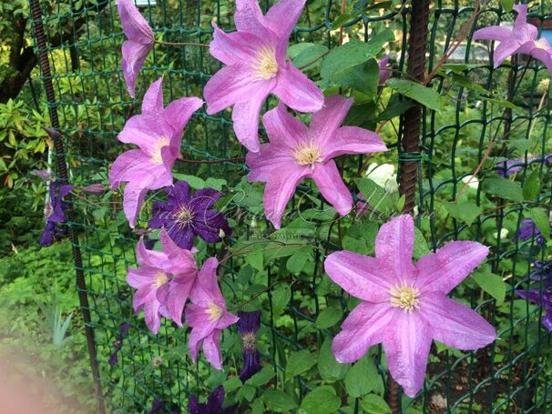 Клематис Данута / Clematis Danuta — фото 2