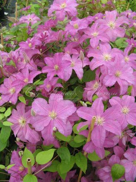 Клематис Данута / Clematis Danuta — фото 3