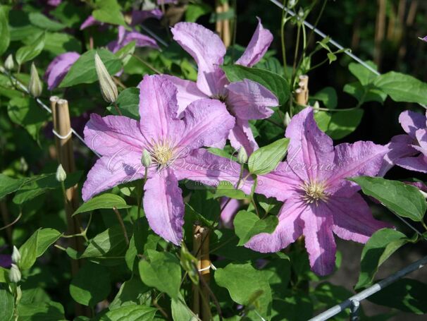 Клематис Данута / Clematis Danuta — фото 5