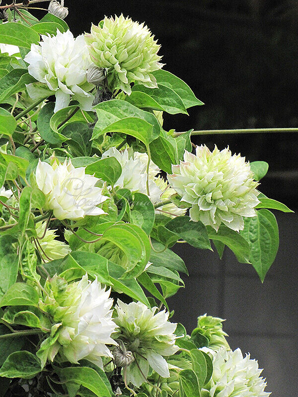 Клематис Дюшес Оф Эдинбург / Clematis Duchess of Edinburgh — фото 3