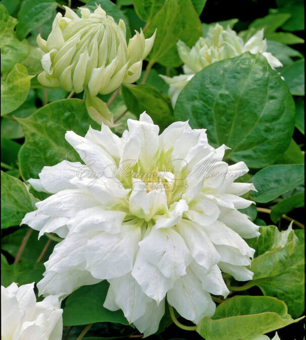 Клематис Дюшес Оф Эдинбург / Clematis Duchess of Edinburgh — фото 5