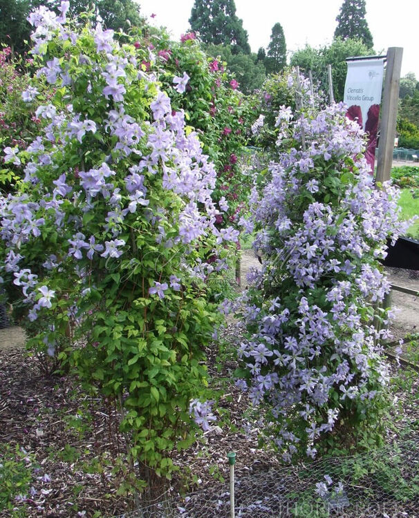 Клематис Эмилия Платер / Clematis Emilia Plater — фото 2