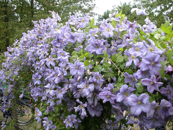 Клематис Эмилия Платер / Clematis Emilia Plater — фото 3