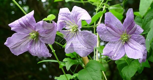 Клематис Эмилия Платер / Clematis Emilia Plater — фото 4