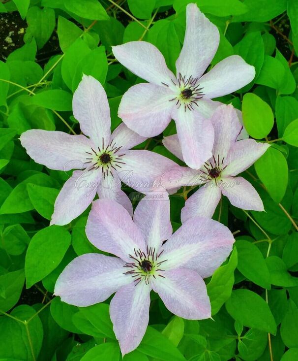 Клематис Фейридаст / Clematis Fairydust — фото 2