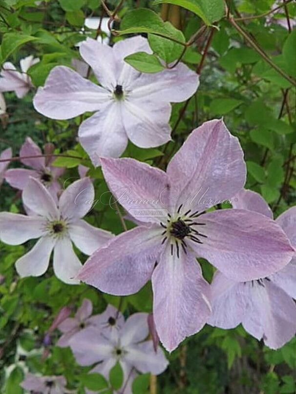 Клематис Фейридаст / Clematis Fairydust — фото 3