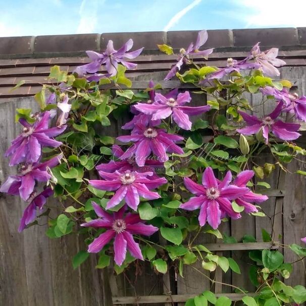 Клематис Файерворкс / Clematis Fireworks — фото 2