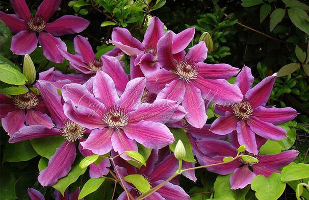 Клематис Файерворкс / Clematis Fireworks — фото 3