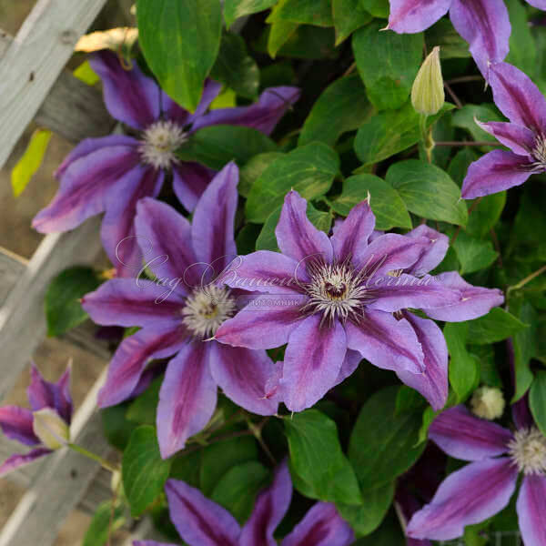 Клематис Файерворкс / Clematis Fireworks — фото 4