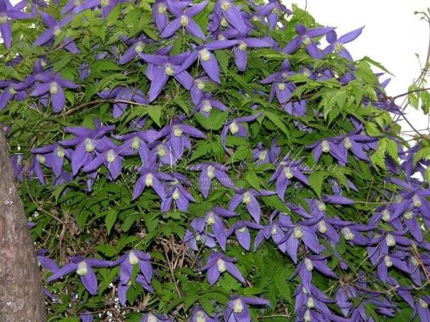 Клематис Франс Риви / Clematis Frances Rivis — фото 2