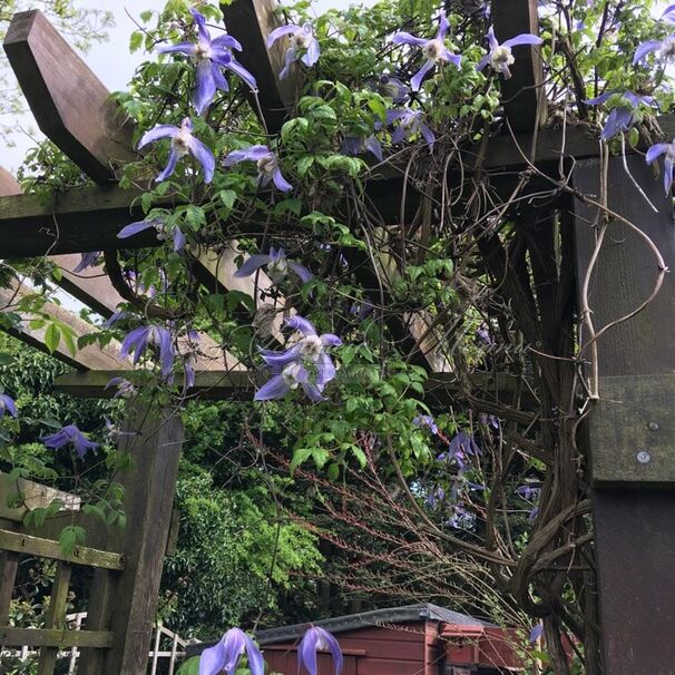 Клематис Франс Риви / Clematis Frances Rivis — фото 3