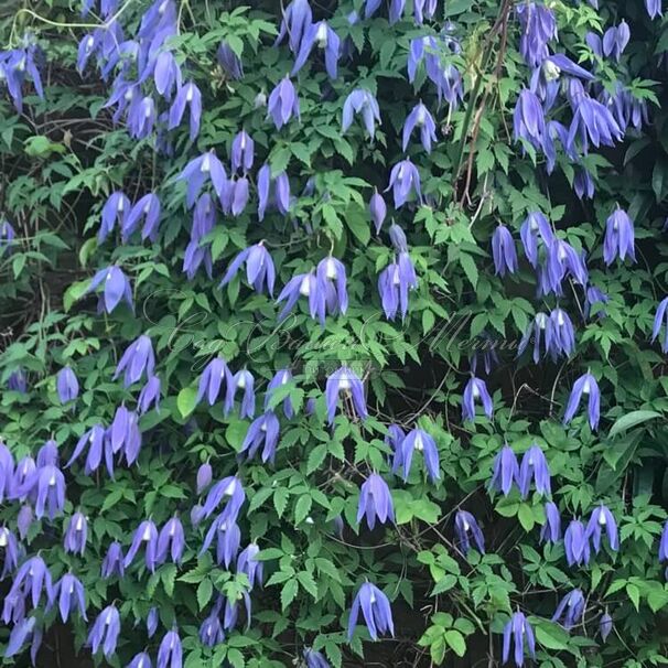 Клематис Франс Риви / Clematis Frances Rivis — фото 4