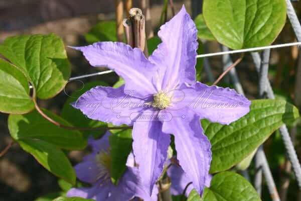 Клематис Фредерик Шопен / Clematis Fryderyk Chopin — фото 2
