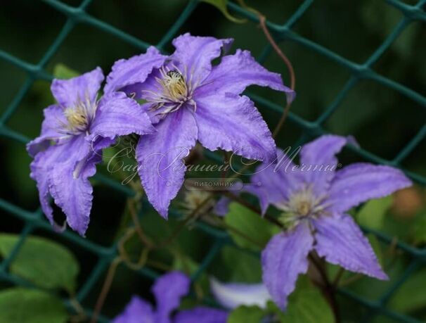 Клематис Фредерик Шопен / Clematis Fryderyk Chopin — фото 3