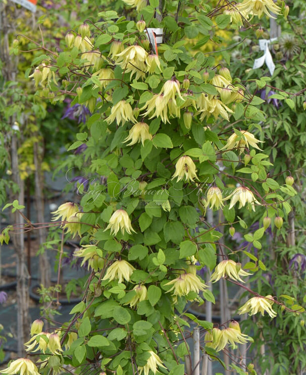 Клематис Голден Дрим / Clematis Golden Dream — фото 2