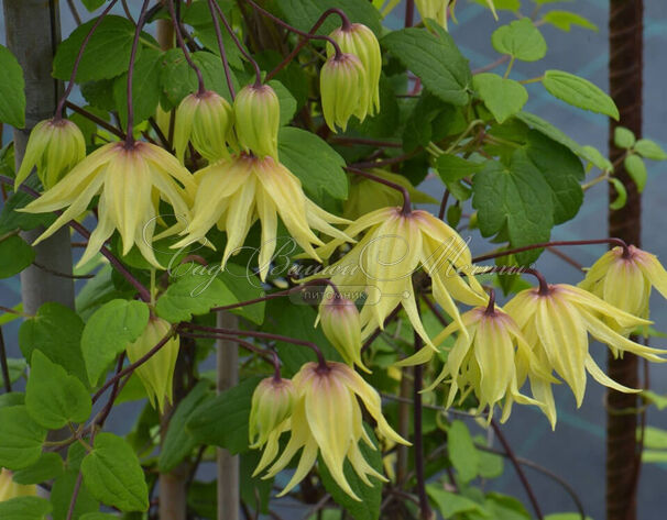 Клематис Голден Дрим / Clematis Golden Dream — фото 3
