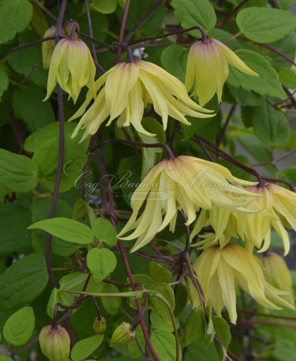 Клематис Голден Дрим / Clematis Golden Dream — фото 4