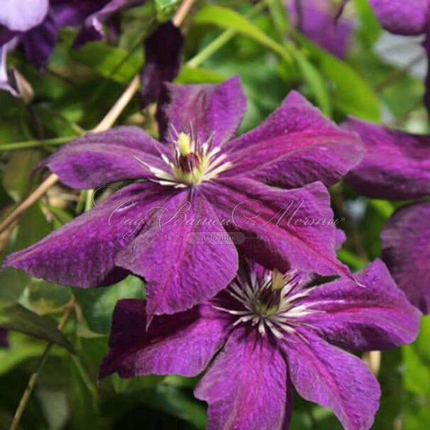 Клематис Грюгвальд / Clematis Grunwald — фото 2