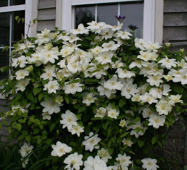Клематис Джернси Крим / Clematis Guernsey Cream — фото 2