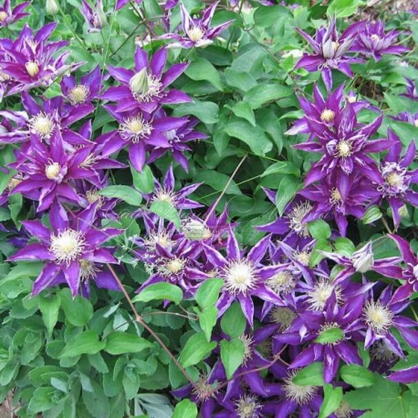 Клематис Хакуоокан / Clematis Hakuookan — фото 2