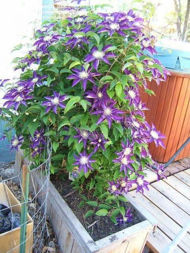 Клематис Хакуоокан / Clematis Hakuookan — фото 3