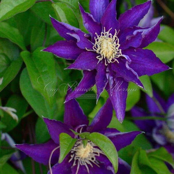 Клематис Хакуоокан / Clematis Hakuookan — фото 4