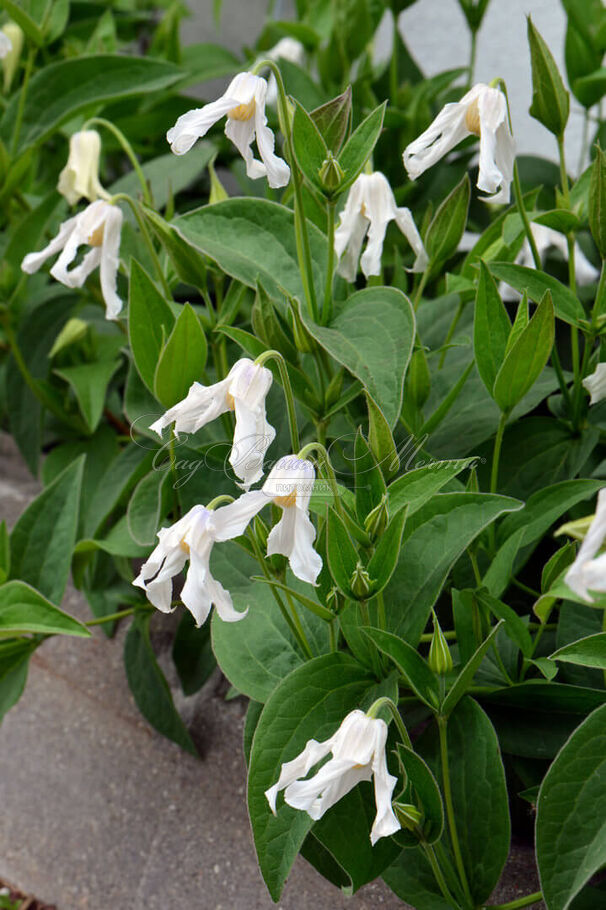 Клематис Хакурее / Clematis Hakuree — фото 2
