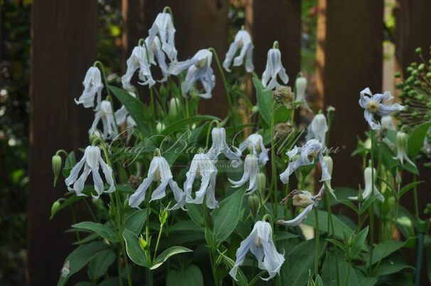Клематис Хакурее / Clematis Hakuree — фото 3