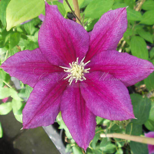 Клематис Хания / Clematis Hania — фото 3